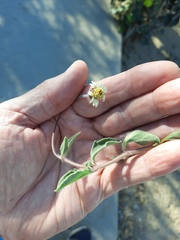 Tridax procumbens