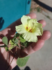 Gossypium davidsonii