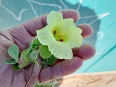 Gossypium davidsonii