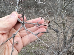 Crataegus viridis