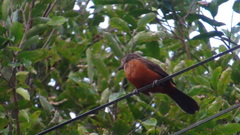 Ramphocelus bresilius