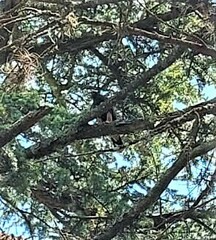 Parabuteo unicinctus