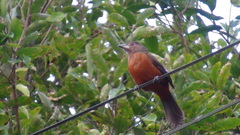 Ramphocelus bresilius