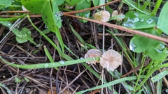 Collybiopsis quercophila