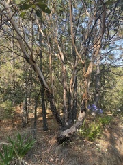 Arbutus