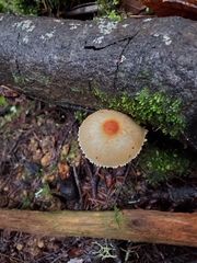 Lepiota magnispora