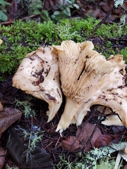 Cantharellus subalbidus