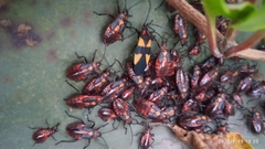 Oncopeltus orourkeae