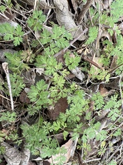 Chaerophyllum tainturieri