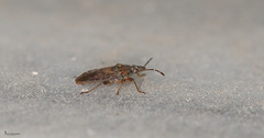 Orsillus depressus