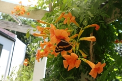 Aeropetes tulbaghia