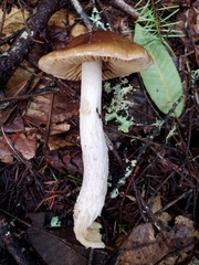 Cortinarius seidliae