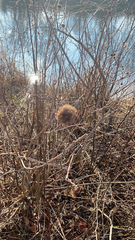 Cephalanthus occidentalis