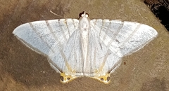 Phrygionis platinata