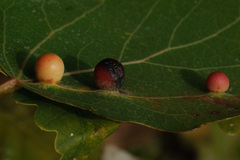 Harmandiola tremulae