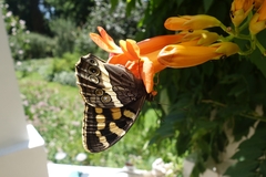 Aeropetes tulbaghia