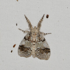 Dasychira meridionalis