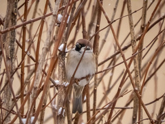 Passer montanus
