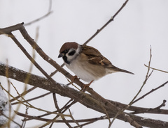 Passer montanus