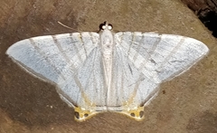 Phrygionis platinata