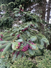 Abies procera