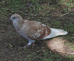 Columba livia domestica