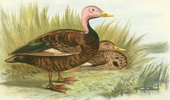 Pink-Headed Duck photo 5