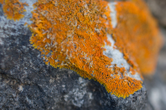 Xanthoria aureola