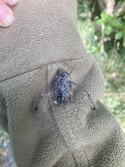 Amphipsalta cingulata