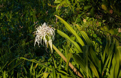Crinum americanum