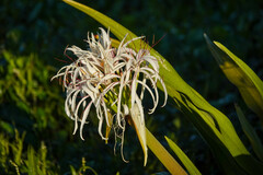 Crinum americanum