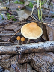 Galerina semilanceata