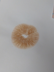 Galerina semilanceata