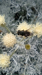 Asemosyrphus mexicanus