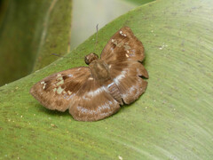 Quadrus cerialis