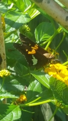Epargyreus clarus
