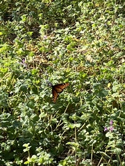 Danaus gilippus image