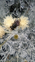 Asemosyrphus mexicanus