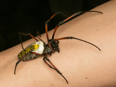 Trichonephila inaurata madagascariensis