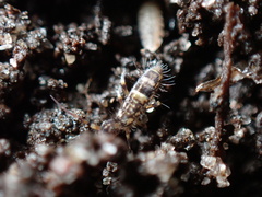 Orchesella cincta