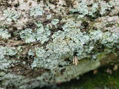 Lepraria normandinoides