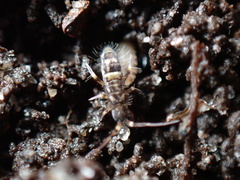Orchesella cincta