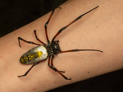 Trichonephila inaurata madagascariensis