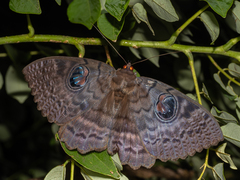 Erebus walkeri