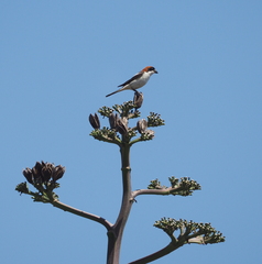 Lanius senator badius