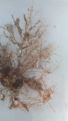 Eudendrium arbuscula