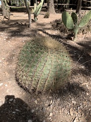 Ferocactus histrix