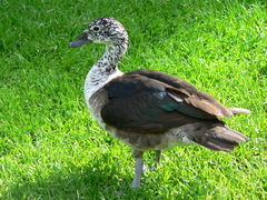 Comb Duck photo 5