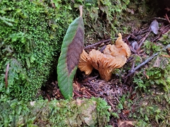 Cantharellus formosus