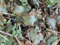 Marchantia polymorpha